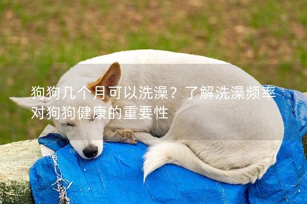 狗狗幾個(gè)月可以洗澡？了解洗澡頻率對(duì)狗狗健康的重要性