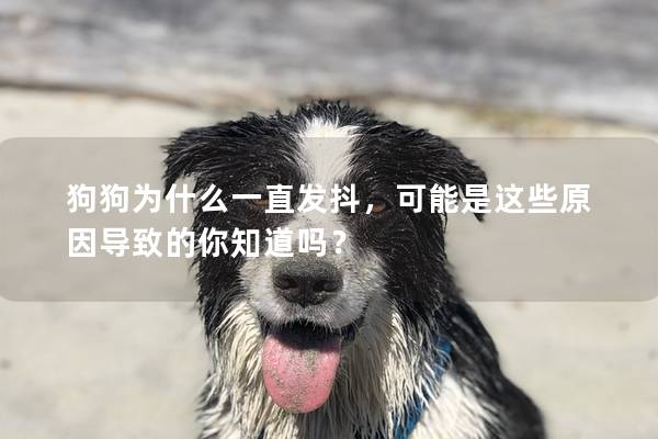狗狗為什么一直發抖，可能是這些原因導致的你知道嗎？