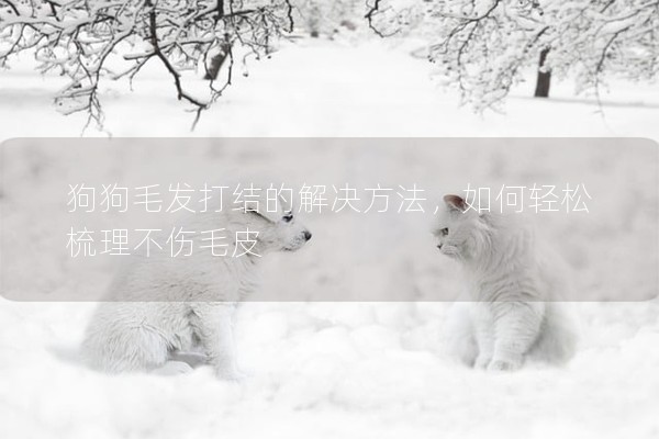狗狗毛發打結的解決方法，如何輕松梳理不傷毛皮