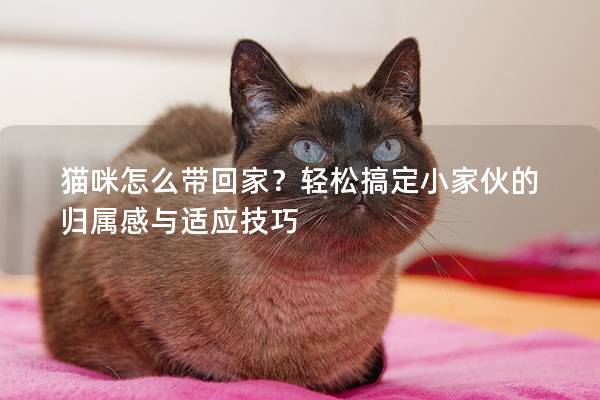 貓咪怎么帶回家？輕松搞定小家伙的歸屬感與適應技巧