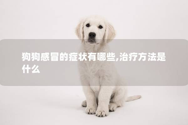 狗狗感冒的癥狀有哪些,治療方法是什么 狗狗感冒的癥狀有哪些,治療方法是什么
