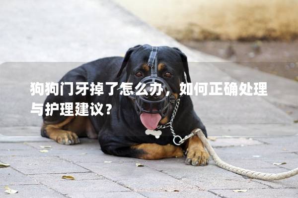 狗狗門牙掉了怎么辦，如何正確處理與護理建議？