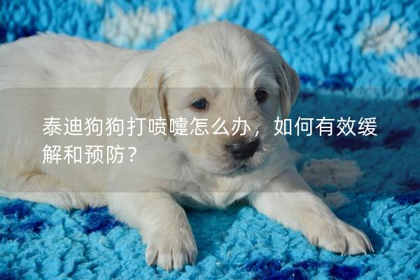 泰迪狗狗打噴嚏怎么辦，如何有效緩解和預(yù)防？