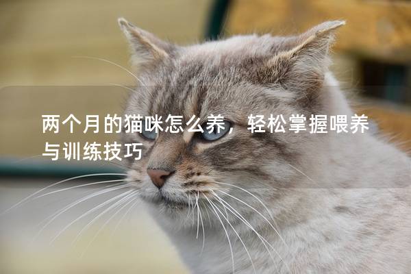 兩個(gè)月的貓咪怎么養(yǎng)，輕松掌握喂養(yǎng)與訓(xùn)練技巧