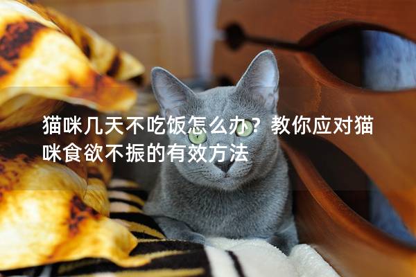 貓咪幾天不吃飯怎么辦？教你應對貓咪食欲不振的有效方法