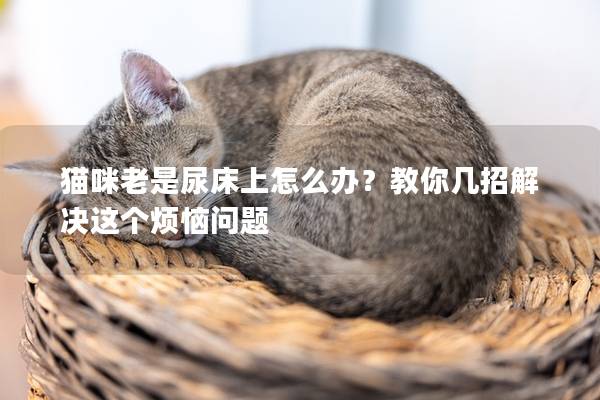 貓咪老是尿床上怎么辦？教你幾招解決這個煩惱問題