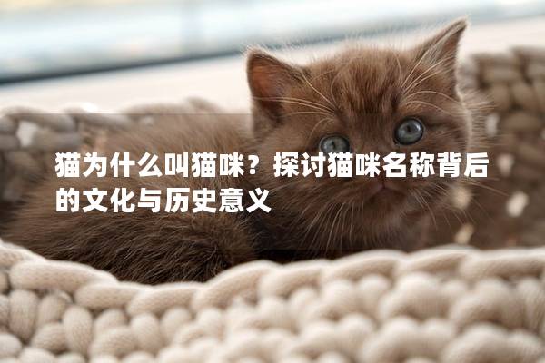 貓為什么叫貓咪？探討貓咪名稱背后的文化與歷史意義