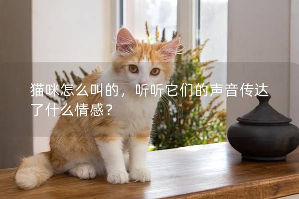 貓咪怎么叫的，聽聽它們的聲音傳達了什么情感？