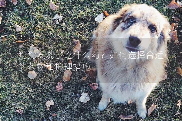 狗狗發燒了吃什么藥？如何選擇合適的藥物和護理措施
