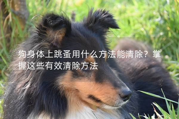 狗身體上跳蚤用什么方法能清除?掌握這些有效清除方法 狗身體上跳蚤用什么方法能清除?掌握這些有效清除方法