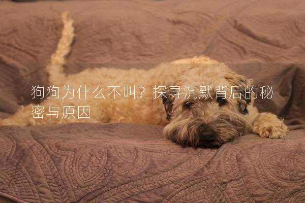 狗狗為什么不叫？探尋沉默背后的秘密與原因