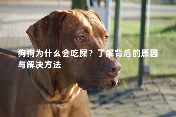 狗狗為什么會吃屎？了解背后的原因與解決方法