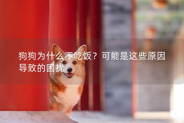 狗狗為什么不吃飯？可能是這些原因導致的困擾