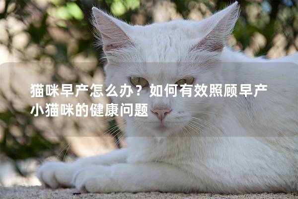 貓咪早產怎么辦？如何有效照顧早產小貓咪的健康問題
