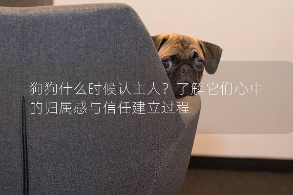 狗狗什么時候認主人？了解它們心中的歸屬感與信任建立過程