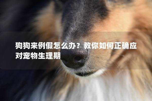 狗狗來(lái)例假怎么辦？教你如何正確應(yīng)對(duì)寵物生理期