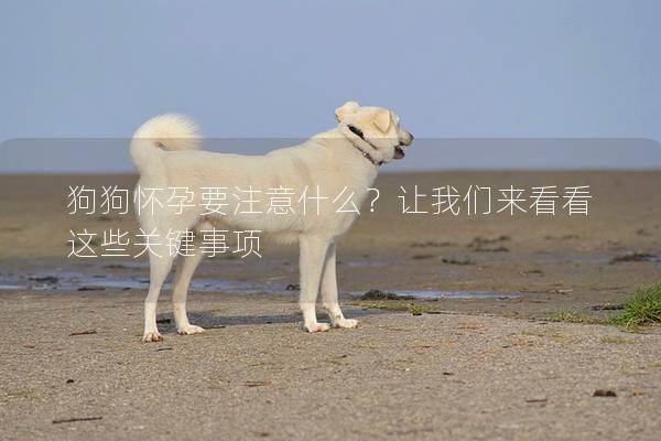 狗狗懷孕要注意什么?讓我們來看看這些關(guān)鍵事項(xiàng) 狗狗懷孕要注意什么?讓我們來看看這些關(guān)鍵事項(xiàng)