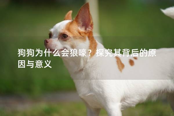 狗狗為什么會狼嚎？探究其背后的原因與意義