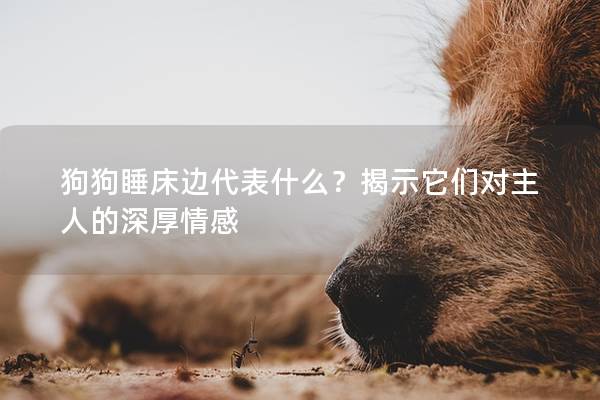 狗狗睡床邊代表什么？揭示它們對主人的深厚情感