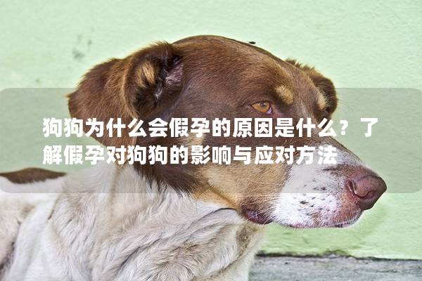 狗狗為什么會假孕的原因是什么？了解假孕對狗狗的影響與應對方法