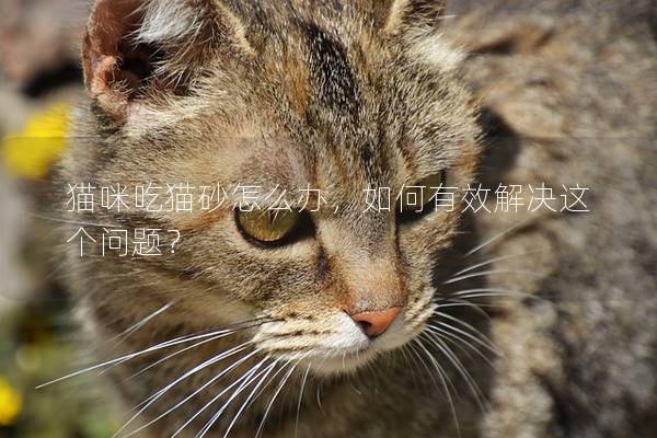 貓咪吃貓砂怎么辦，如何有效解決這個問題？