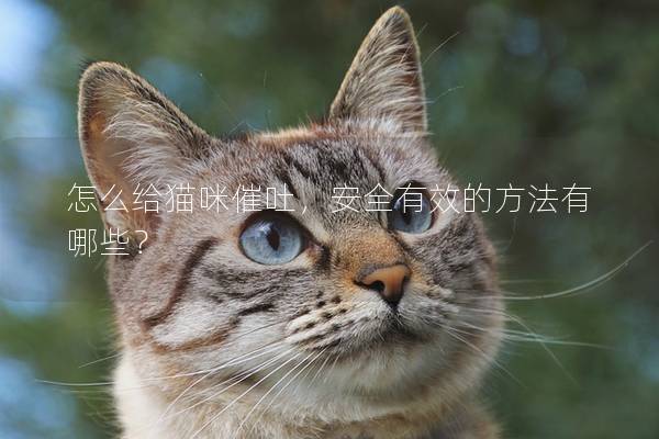 怎么給貓咪催吐，安全有效的方法有哪些？