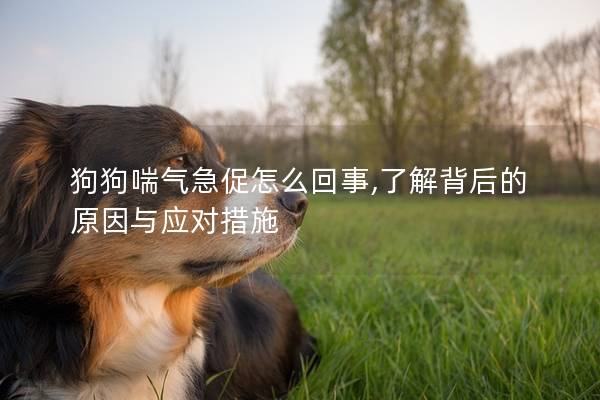 狗狗喘氣急促怎么回事,了解背后的原因與應(yīng)對(duì)措施