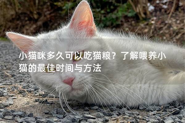 小貓咪多久可以吃貓糧？了解喂養(yǎng)小貓的最佳時間與方法