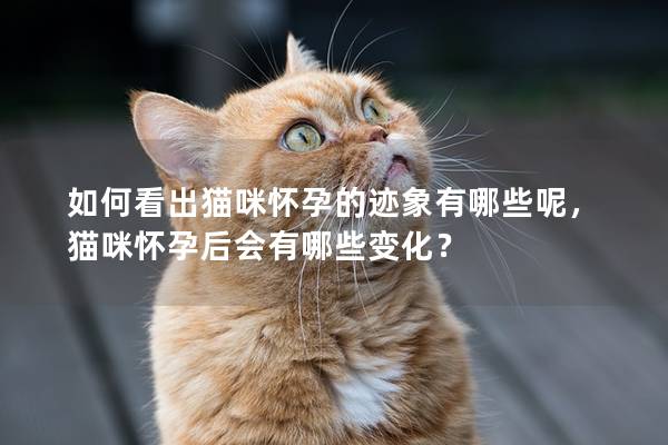 如何看出貓咪懷孕的跡象有哪些呢，貓咪懷孕后會有哪些變化？