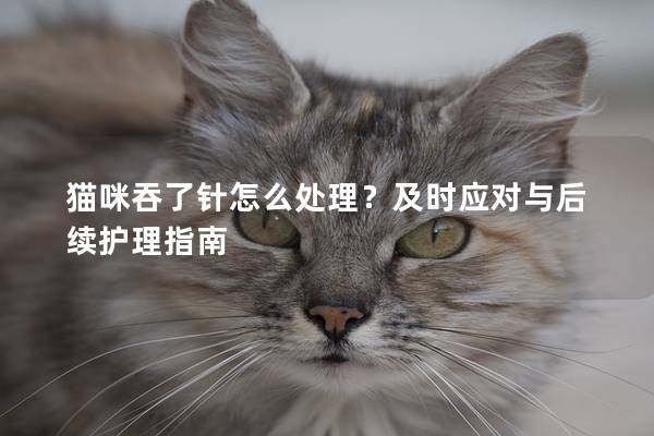貓咪吞了針怎么處理？及時(shí)應(yīng)對(duì)與后續(xù)護(hù)理指南