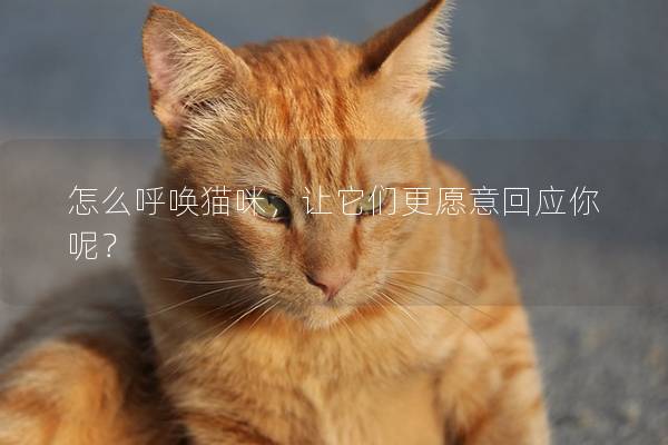 怎么呼喚貓咪，讓它們更愿意回應(yīng)你呢？