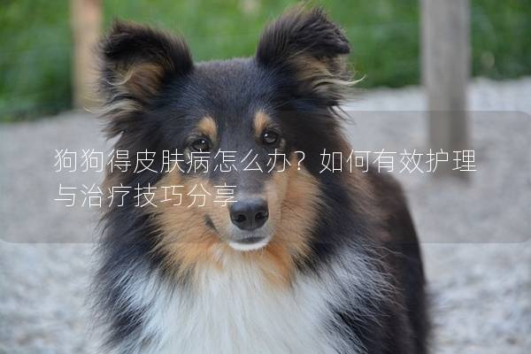 狗狗得皮膚病怎么辦？如何有效護(hù)理與治療技巧分享