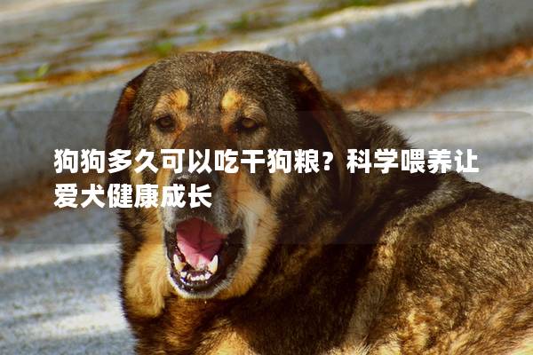 狗狗多久可以吃干狗糧？科學喂養讓愛犬健康成長