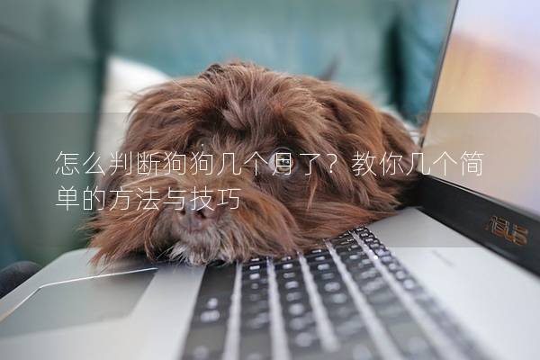 怎么判斷狗狗幾個月了？教你幾個簡單的方法與技巧