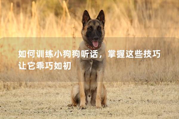 如何訓練小狗狗聽話，掌握這些技巧讓它乖巧如初