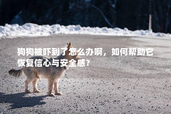 狗狗被嚇到了怎么辦啊，如何幫助它恢復信心與安全感？