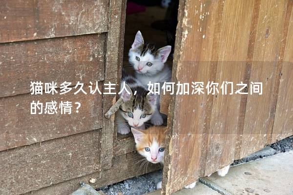 貓咪多久認(rèn)主人，如何加深你們之間的感情？