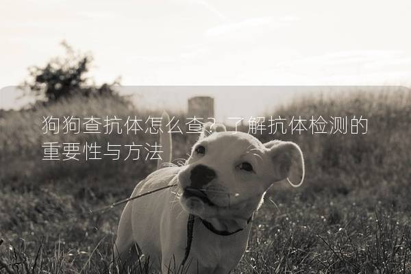 狗狗查抗體怎么查？了解抗體檢測的重要性與方法