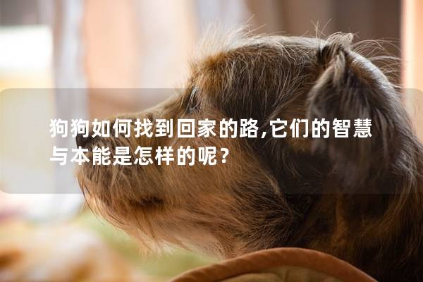 狗狗如何找到回家的路,它們的智慧與本能是怎樣的呢? 狗狗如何找到回家的路,它們的智慧與本能是怎樣的呢?