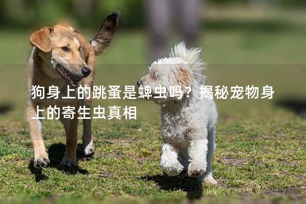 狗身上的跳蚤是蜱蟲嗎？揭秘寵物身上的寄生蟲真相