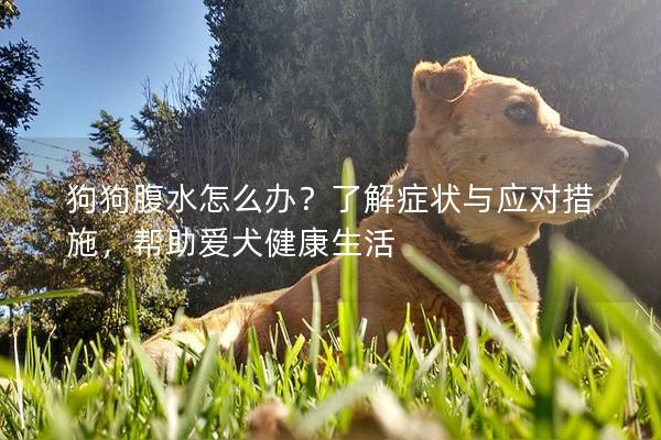 狗狗腹水怎么辦？了解癥狀與應(yīng)對措施，幫助愛犬健康生活