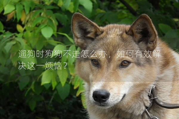 遛狗時(shí)狗狗不走怎么辦，如何有效解決這一煩惱？