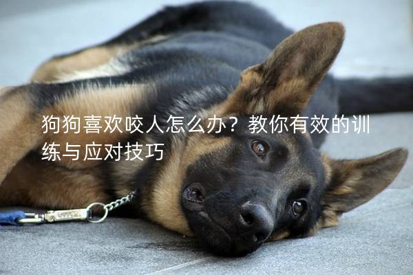 狗狗喜歡咬人怎么辦?教你有效的訓練與應對技巧 狗狗喜歡咬人怎么辦?教你有效的訓練與應對技巧
