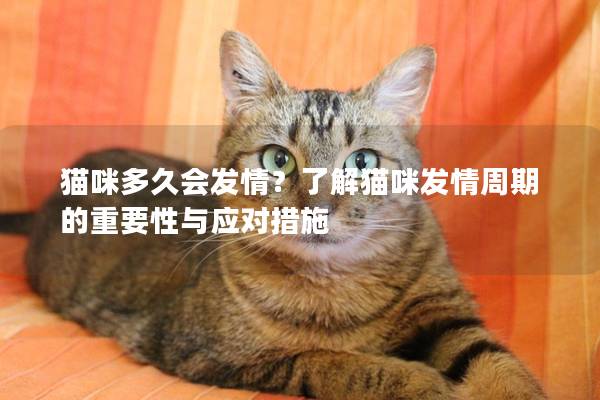 貓咪多久會發情？了解貓咪發情周期的重要性與應對措施