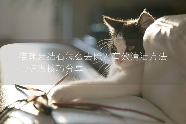 貓咪牙結(jié)石怎么去除？有效清潔方法與護理技巧分享