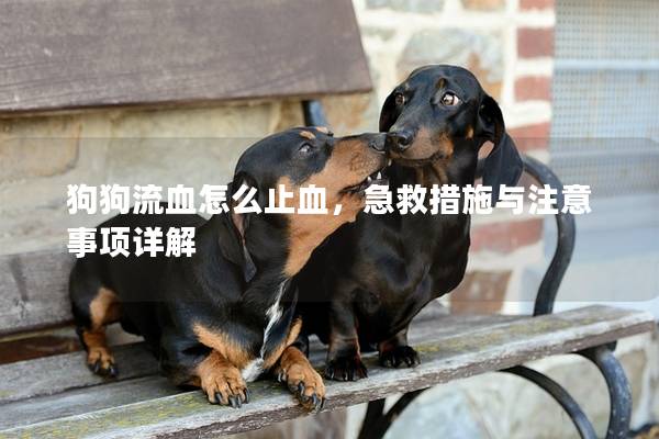 狗狗流血怎么止血，急救措施與注意事項(xiàng)詳解