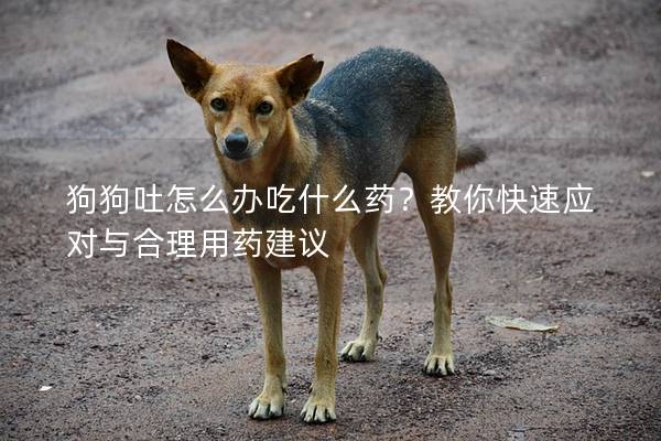 狗狗吐怎么辦吃什么藥？教你快速應(yīng)對與合理用藥建議