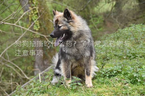 狗狗抽搐吃什么藥？了解常見藥物與注意事項