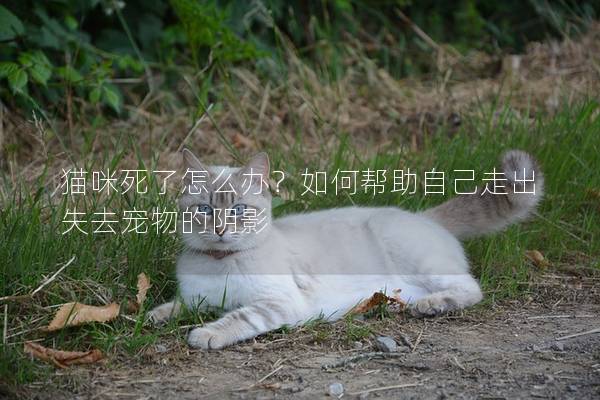 貓咪死了怎么辦？如何幫助自己走出失去寵物的陰影