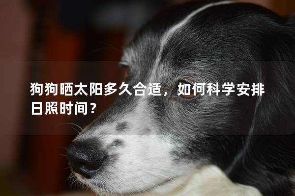 狗狗曬太陽多久合適，如何科學安排日照時間？